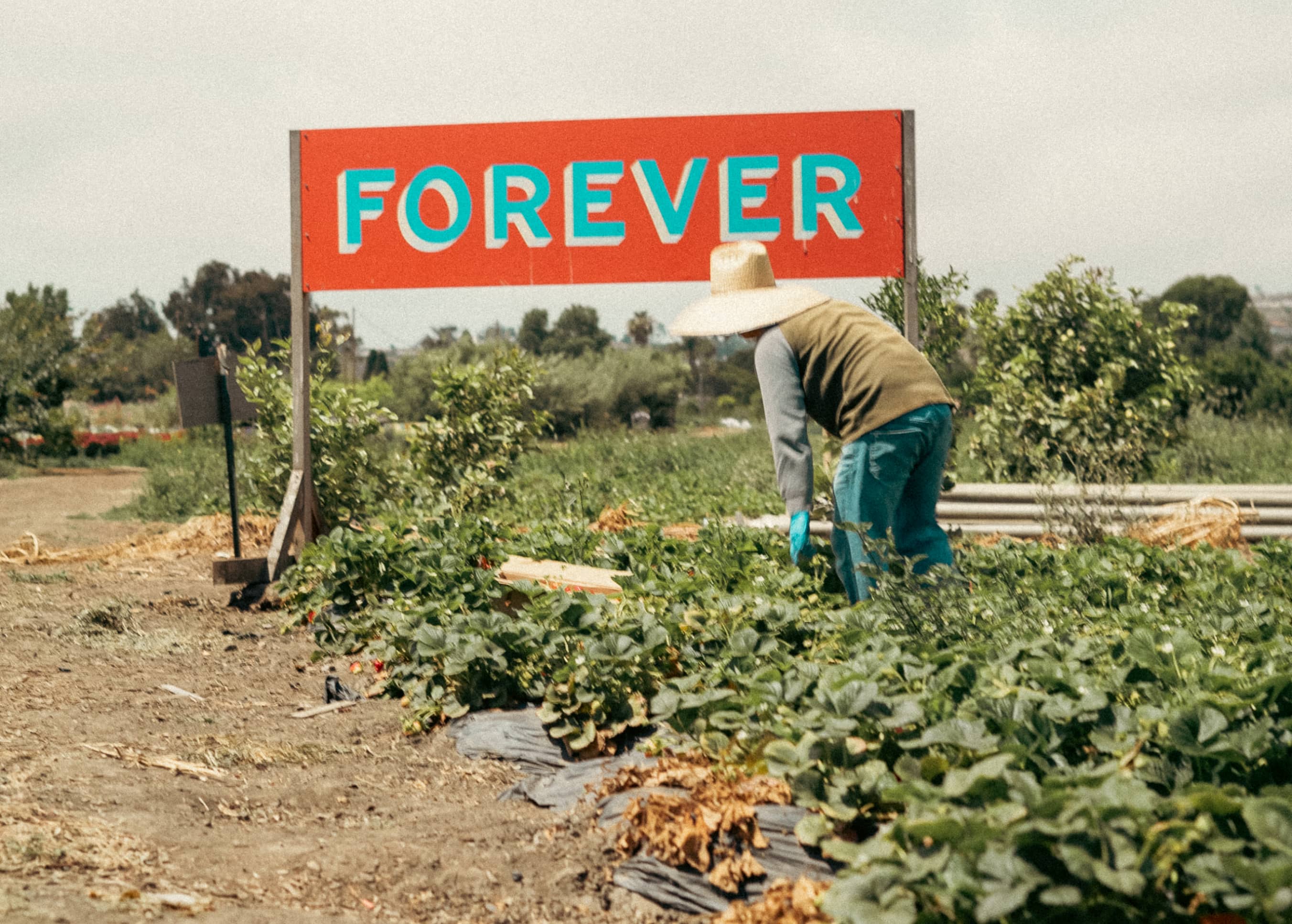 Flamingo Farm Series: The Ecology Center