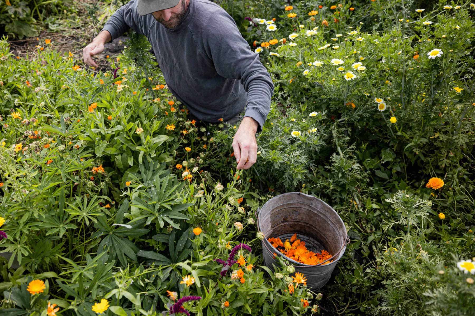 A person in a gray shirt and hat is picking marigold flowers in a garden.