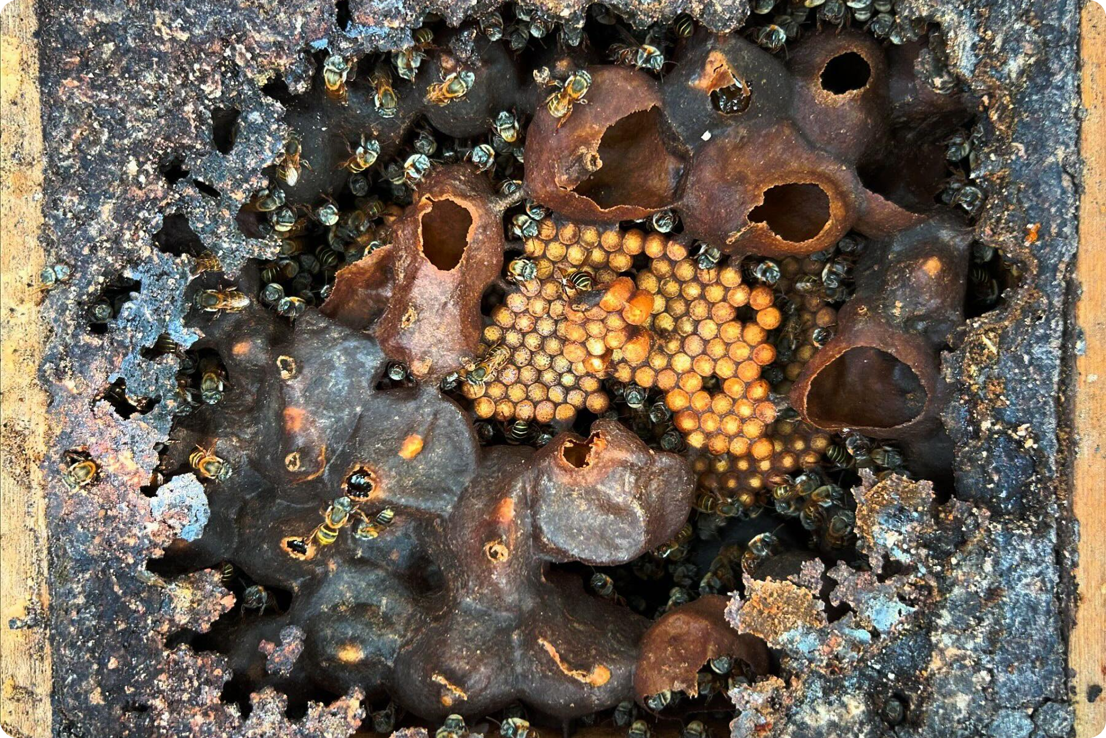 Bees crawl over a honeycomb surrounded by irregular, dark wax structures.