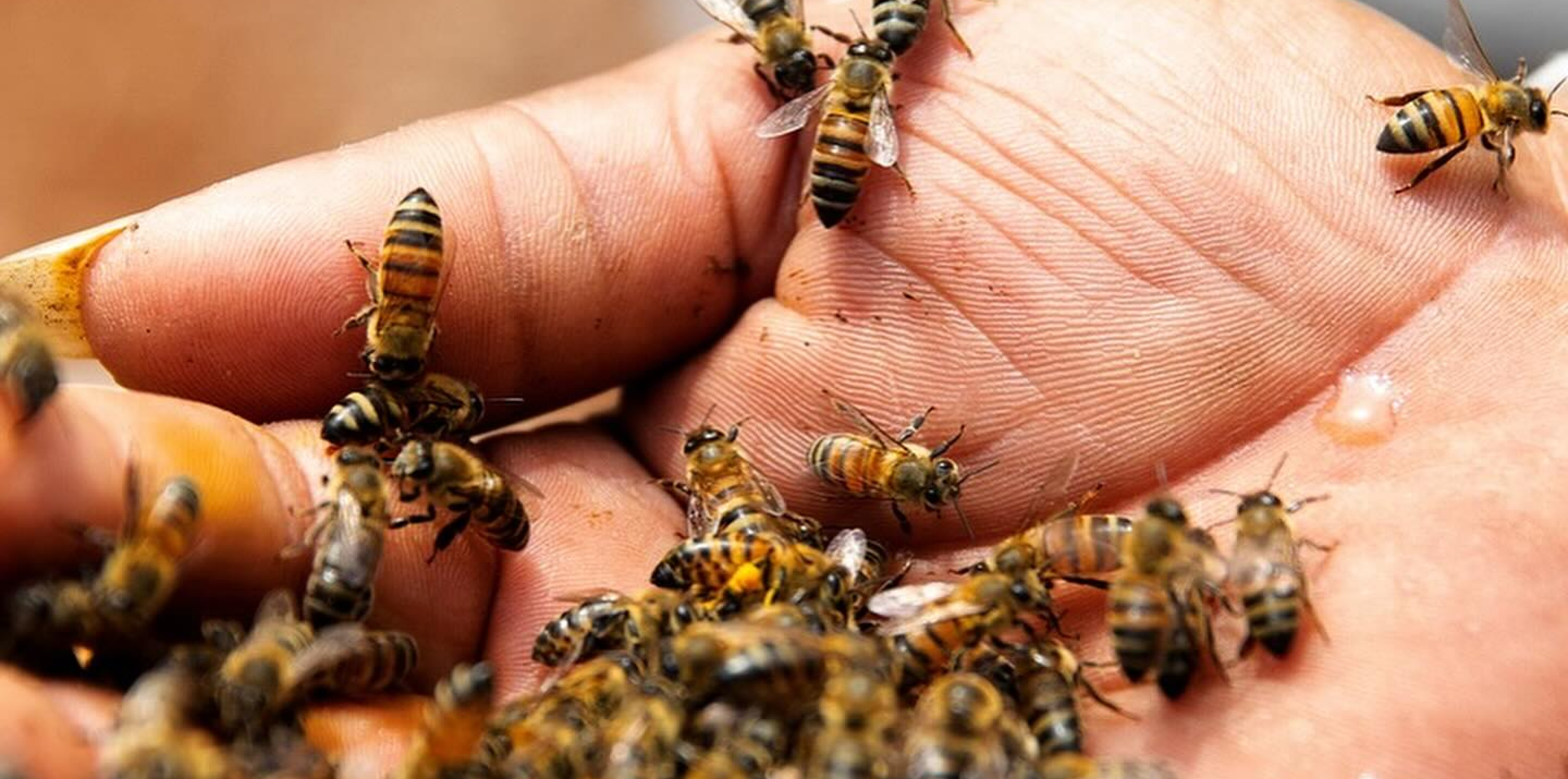 Bees crawling and flying around on a person's open hand.