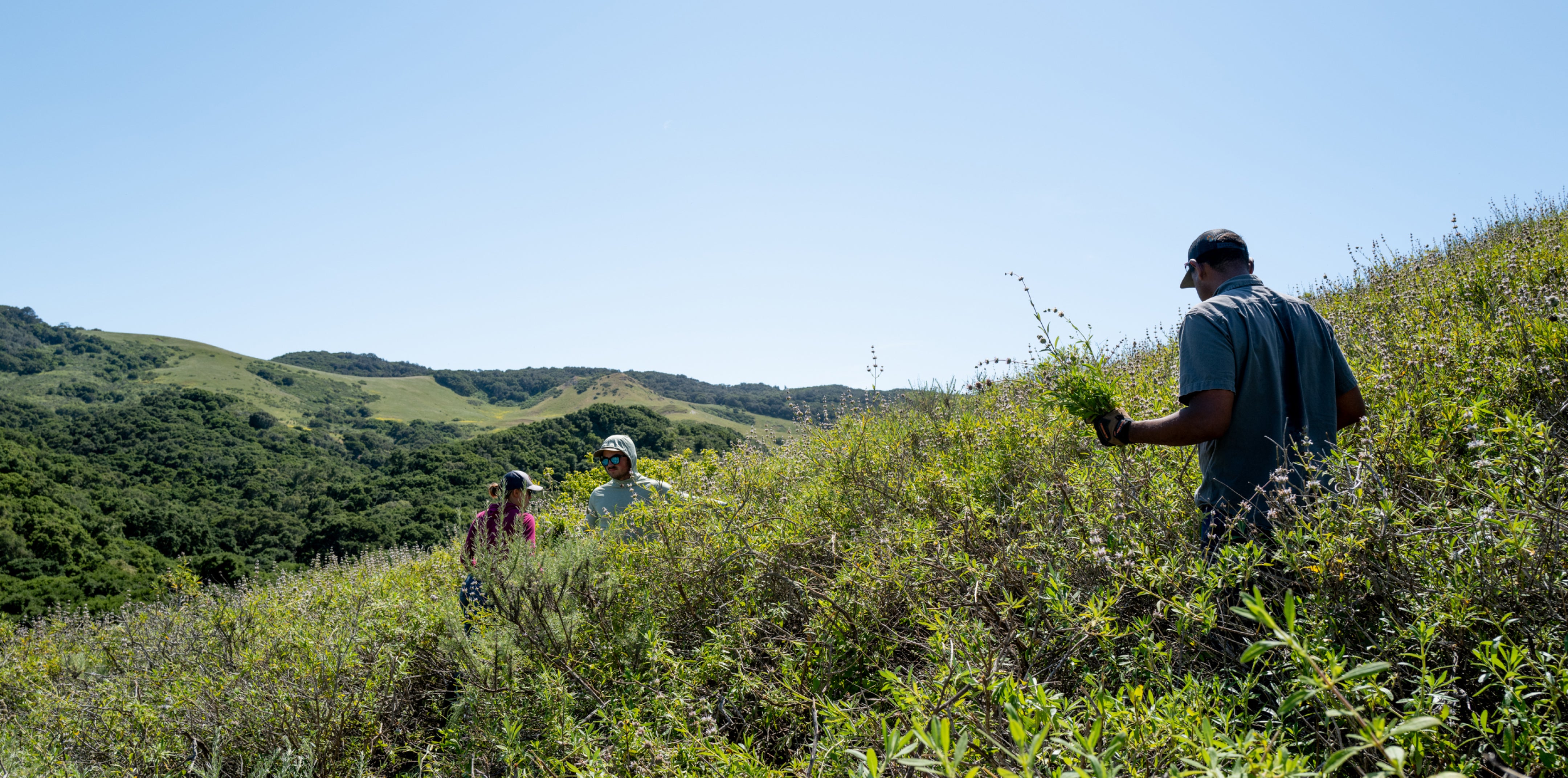 Three people are walking through tall grass on a hillside.