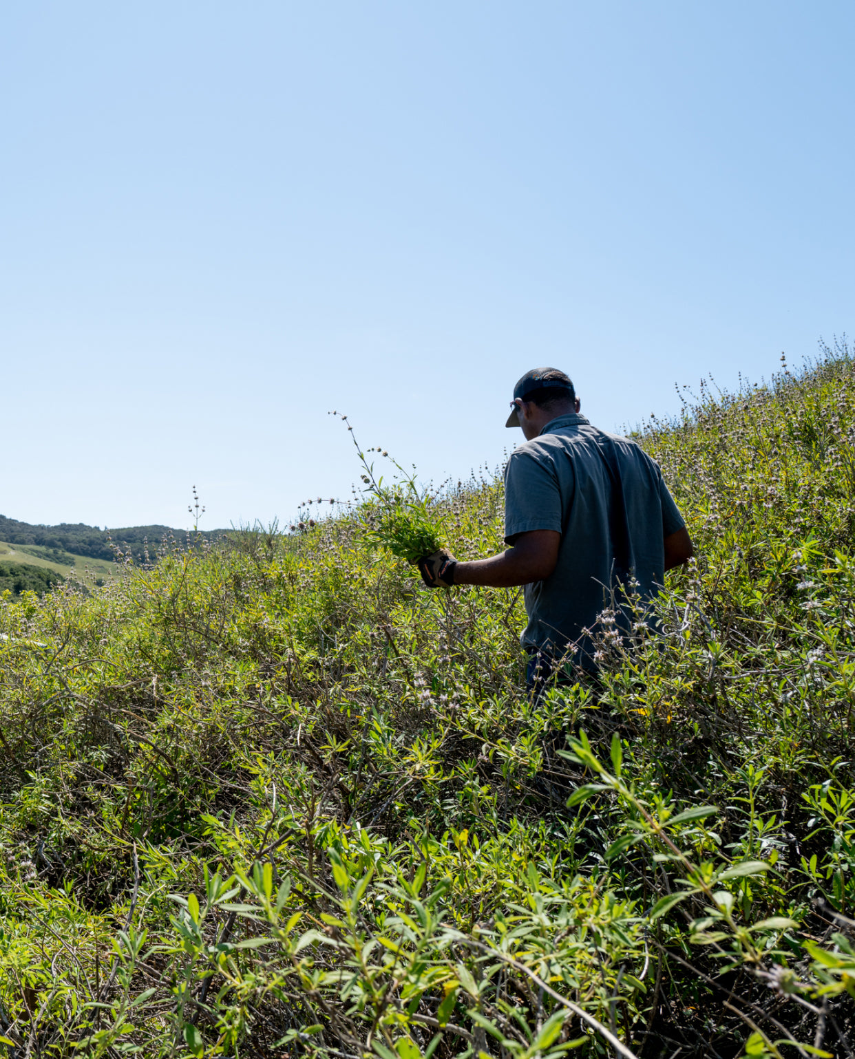 A person holds green plants, walking up a grassy hill under a clear blue sky.