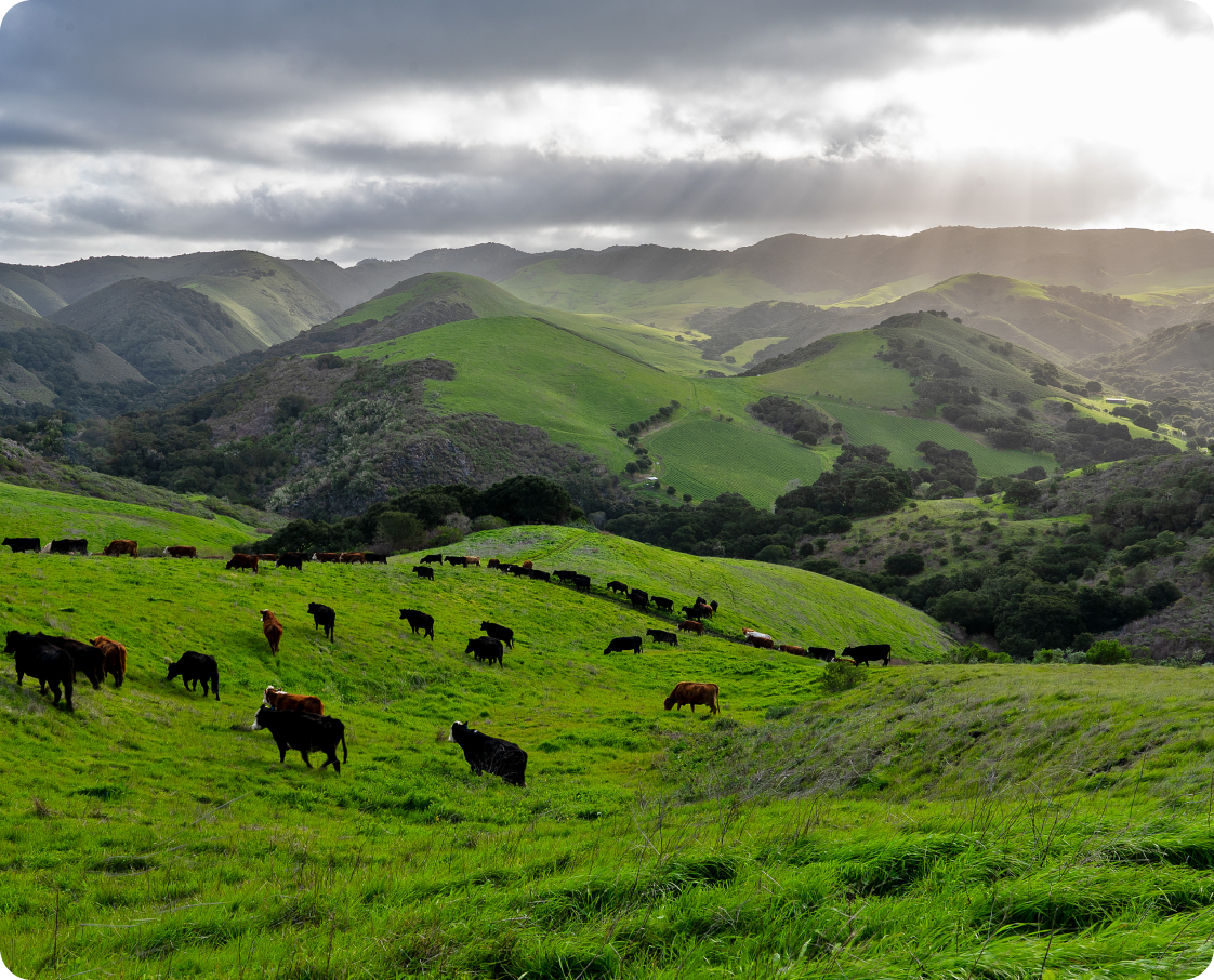 Cows graze on rolling green hills under a cloudy sky.