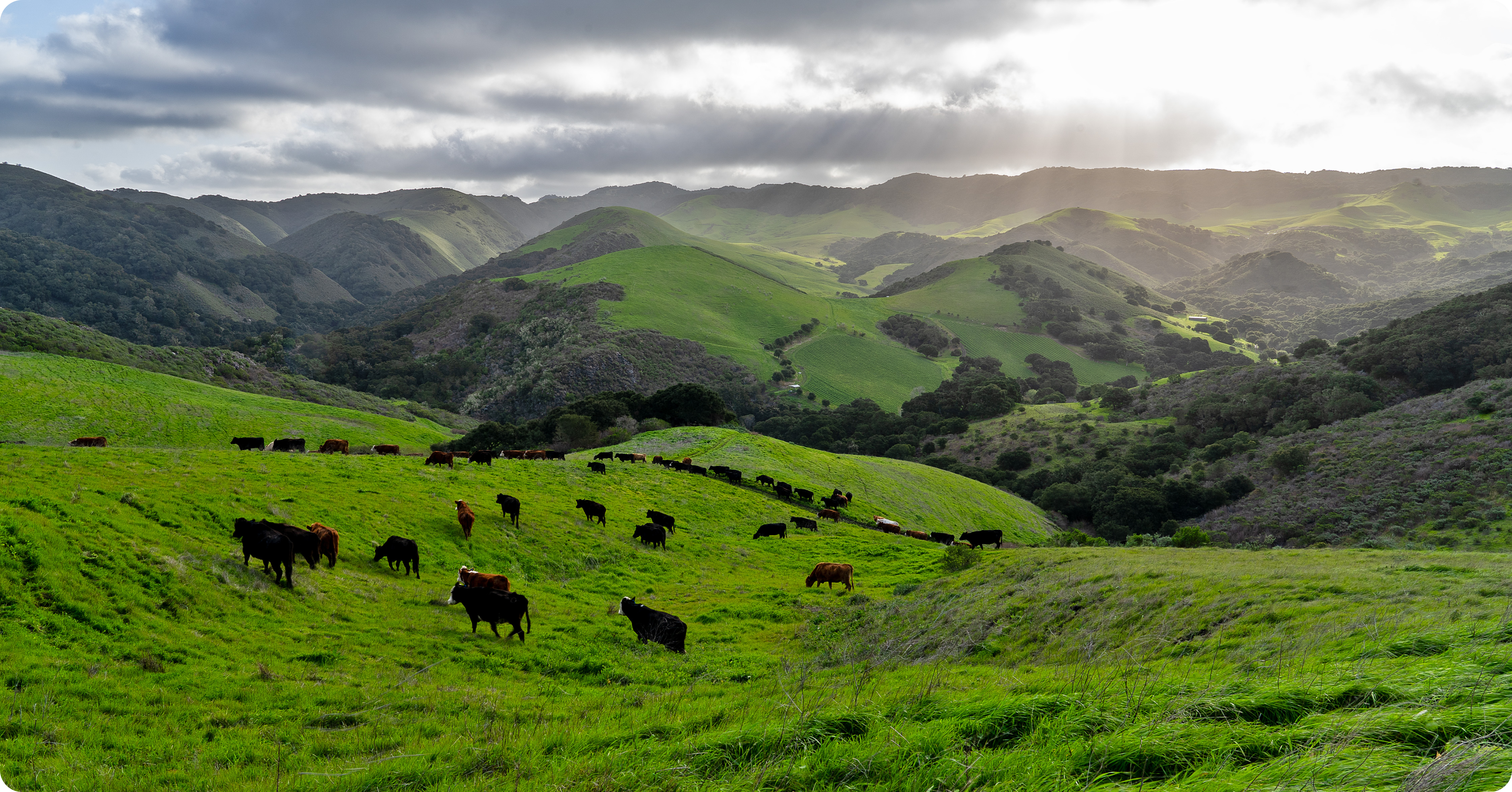 Cows graze on vibrant green hills under a cloudy sky.