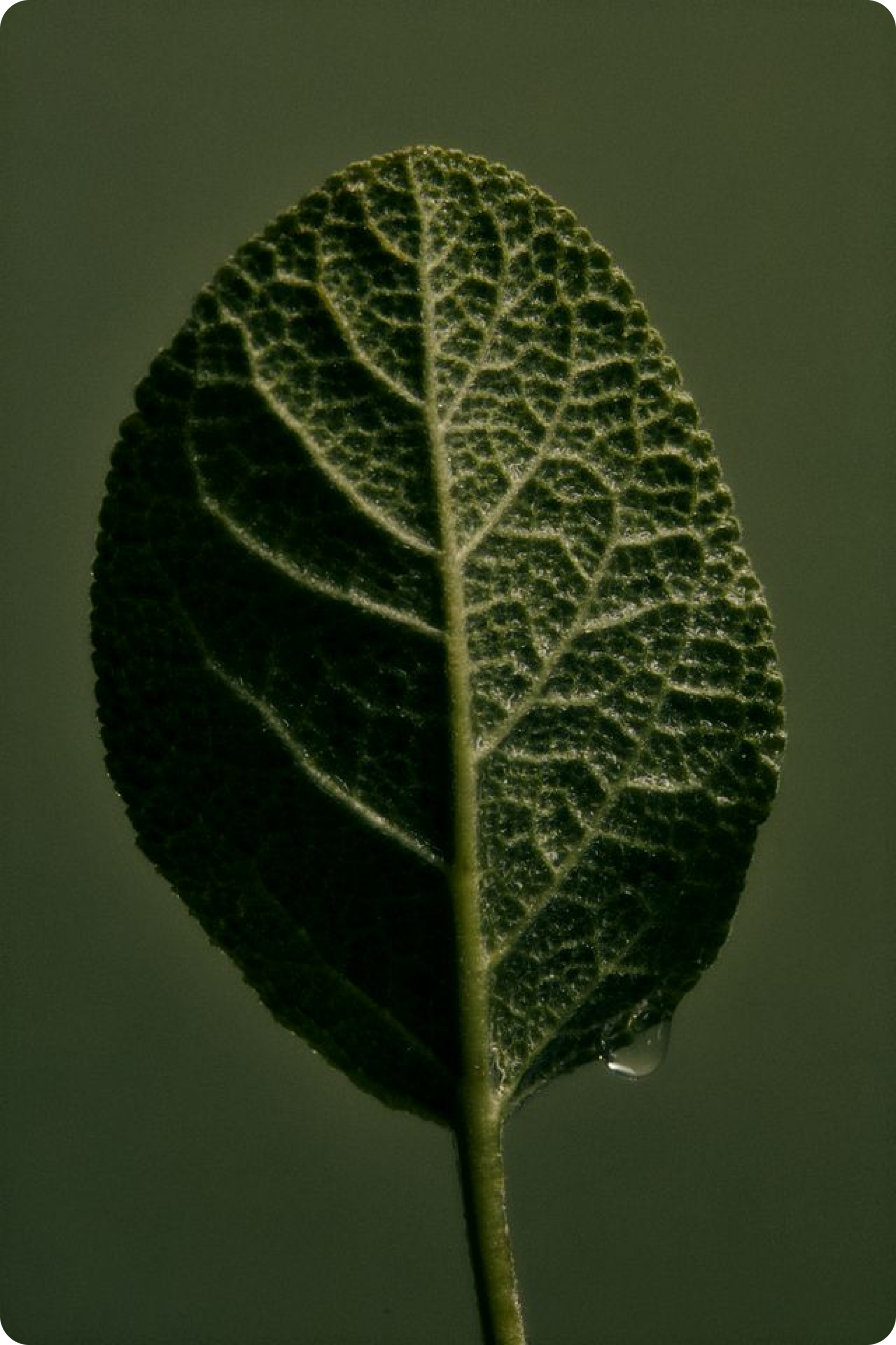 A single, textured sage leaf with prominent veins holds a small water droplet.