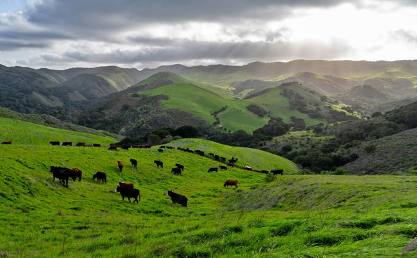 White Buffalo Land Trust Project